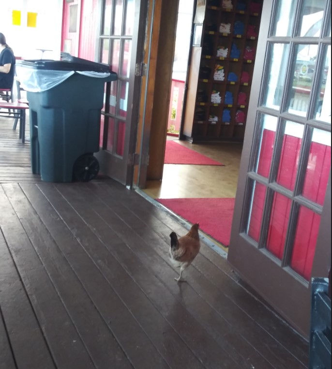 chicken going into restaurant